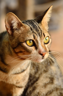 Ute Ringleb - Mobile Tierheilbehandlung, Psychologie und Verhaltensberatung für Katzen