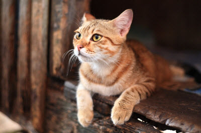 Ute Ringleb - Mobile Tierheilbehandlung, Psychologie und Verhaltensberatung für Katzen