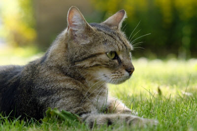 Ute Ringleb - Mobile Tierheilbehandlung, Psychologie und Verhaltensberatung für Katzen