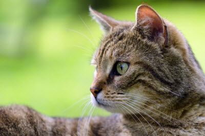 Ute Ringleb - Mobile Tierheilbehandlung, Psychologie und Verhaltensberatung für Katzen