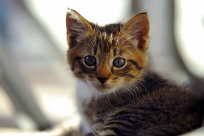 Ute Ringleb - Mobile Tierheilbehandlung, Psychologie und Verhaltensberatung für Katzen