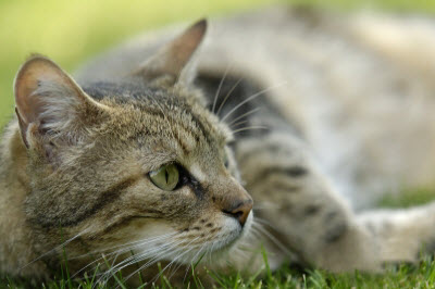 Ute Ringleb - Mobile Tierheilbehandlung, Psychologie und Verhaltensberatung für Katzen