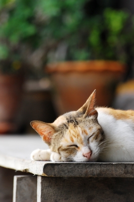 Ute Ringleb - Mobile Tierheilbehandlung, Psychologie und Verhaltensberatung für Katzen