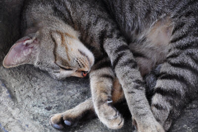 Ute Ringleb - Mobile Tierheilbehandlung, Psychologie und Verhaltensberatung für Katzen