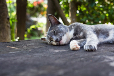 Ute Ringleb - Mobile Tierheilbehandlung, Psychologie und Verhaltensberatung für Katzen