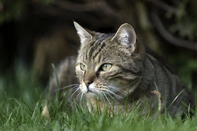 Ute Ringleb - Mobile Tierheilbehandlung, Psychologie und Verhaltensberatung für Katzen