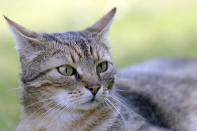 Ute Ringleb - Mobile Tierheilbehandlung, Psychologie und Verhaltensberatung für Katzen