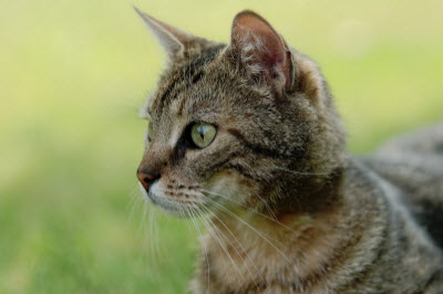 Ute Ringleb - Mobile Tierheilbehandlung, Psychologie und Verhaltensberatung für Katzen